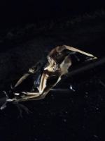 Dwie ciężarówki zderzyły się w Grodzisku