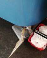 Czytelnicy alarmują: Żywe karpie w foliowych torbach w Carrefour. To terroryzm!