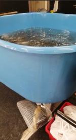 Czytelnicy alarmują: Żywe karpie w foliowych torbach w Carrefour. To terroryzm!