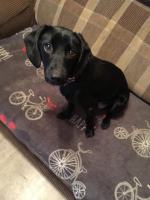 Szczeniaki urodziły się w budzie. Część z nich zamarzła