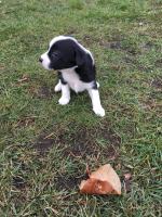 Szczeniaki urodziły się w budzie. Część z nich zamarzła