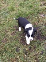 Szczeniaki urodziły się w budzie. Część z nich zamarzła