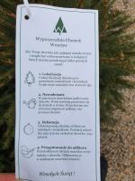 Na Opolszczyźnie można wypożyczyć choinkę. Idea ma cel proekologiczny