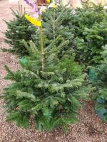 Na Opolszczyźnie można wypożyczyć choinkę. Idea ma cel proekologiczny