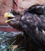 Dzięki zaangażowaniu dobrych ludzi Bielik wrócił w przestworza