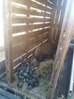 Nietypowa akcja TOZ-u. Mieszkańcy przetrzymywali w komórce...jelenia