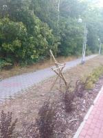 Złapano chuliganów, którzy zniszczyli drzewa i znaki w Zdzieszowicach