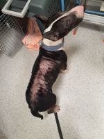 Dwa bulteriery żywiły się suchym chlebem i padliną. Interwencja pod Prudnikiem