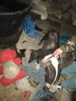 Dwa bulteriery żywiły się suchym chlebem i padliną. Interwencja pod Prudnikiem