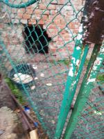 Dwa bulteriery żywiły się suchym chlebem i padliną. Interwencja pod Prudnikiem