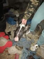 Dwa bulteriery żywiły się suchym chlebem i padliną. Interwencja pod Prudnikiem