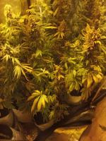 Nielegalna plantacja konopi zlikwidowana