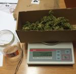 Nielegalna plantacja konopi zlikwidowana