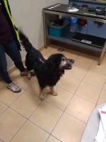 Pies cierpiał katusze. Trzymany był w oborze na łańcuchu