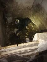 Pies cierpiał katusze. Trzymany był w oborze na łańcuchu