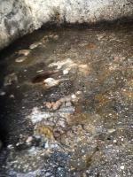 Właściciele psów wielokrotnie dostawali szansę. Nie wykorzystali jej