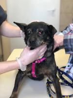 Kochająca właścicielka trzymała psy w klatkach pełnych odchodów. Odebrano 2 psy