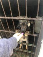 Kochająca właścicielka trzymała psy w klatkach pełnych odchodów. Odebrano 2 psy