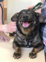 Kochająca właścicielka trzymała psy w klatkach pełnych odchodów. Odebrano 2 psy