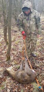 Kozioł sarny wpadł do obozowej latryny. Interwencja w Łambinowicach
