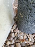 Strażacy zostali wezwani do usunięcia żmii