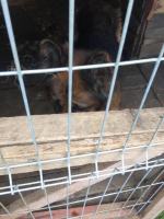 Zgłoszono, że gospodarz "sporadycznie" karmi kuca ptaki i psy. Interwencja TOZ