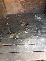 Zgłoszono, że gospodarz "sporadycznie" karmi kuca ptaki i psy. Interwencja TOZ