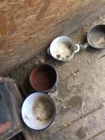 Zgłoszono, że gospodarz "sporadycznie" karmi kuca ptaki i psy. Interwencja TOZ