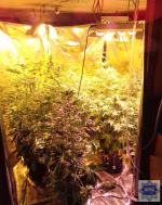 Policja zlikwidowała plantacje marihuany w domu 50-latka