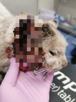 Właściciele widzieli, że kot cierpi. Dopiero po interwencji TOZ trafił do weterynarza