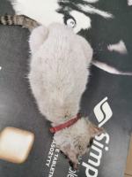 Właściciele widzieli, że kot cierpi. Dopiero po interwencji TOZ trafił do weterynarza