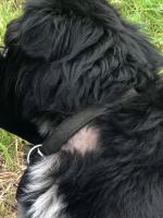 Suczka z młodymi przywiązana do budy na środku pola. Interwencja TOZ