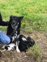 Suczka z młodymi przywiązana do budy na środku pola. Interwencja TOZ