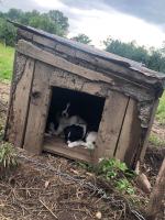 Suczka z młodymi przywiązana do budy na środku pola. Interwencja TOZ