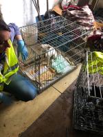 Odebrano schorowanej właścicielce 16 psów. Warunki były dramatyczne! 