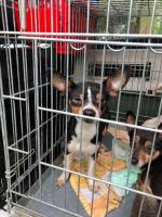 Odebrano schorowanej właścicielce 16 psów. Warunki były dramatyczne! 