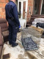 Odebrano schorowanej właścicielce 16 psów. Warunki były dramatyczne! 