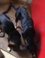 Odebrano schorowanej właścicielce 16 psów. Warunki były dramatyczne! 