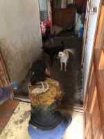 Odebrano schorowanej właścicielce 16 psów. Warunki były dramatyczne! 