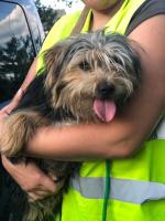 Wolontariusze opolskiego TOZ-u zabrali interwencyjnie 3 psy i kota