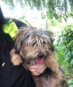 Wolontariusze opolskiego TOZ-u zabrali interwencyjnie 3 psy i kota