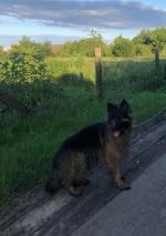 Wolontariusze opolskiego TOZ-u zabrali interwencyjnie 3 psy i kota