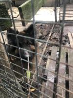 Wolontariusze opolskiego TOZ-u zabrali interwencyjnie 3 psy i kota