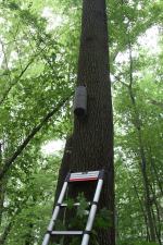 W Opolu zaobserwowano niezwykle rzadki gatunek nietoperza. Zamieszkał w budce na drzewie