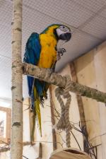 Papugi przyleciały do Opola