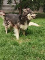 Za posłanie miała kawałek dywanu, za schronienie służyła jej stara szafka