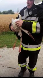 Bocian porażony prądem uratowany przez druhów z Wilkowa