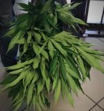 Zlikwidowana uprawa konopi