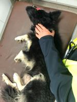 Kundelek konał w rowie przez 3 dni, a labradorka szukała pomocy