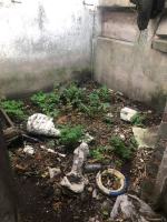 Pies był trzymany w komórce - wśród śmieci, odchodów i szkła